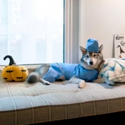 Midlee Scrubs Dog Costume (Medium) -Halloween Costume Store GUEST 03b4dc8e 7226 4949 88f4 b2b4c40635dd