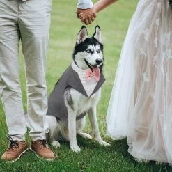 Kuoser Dog Tuxedo Dog Suit And Bandana Set, Dogs Tuxedo Wedding Party Suit, Dog Prince Wedding Bow Tie Shirt Formal Dog Wedding Attire, Gray - Small -Halloween Costume Store GUEST 0c73f93c 4606 4bbd 98aa 9a5175e56f2c
