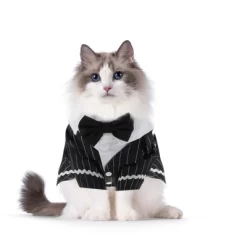 Unique Bargains Cat Apparel Black 1 Pc 11 Unique Bargains Cat Apparel Black 1 Pc -Halloween Costume Store GUEST 149db89e a761 427a ae84 9f202d073b47