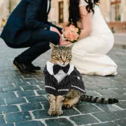 Unique Bargains Cat Apparel Black 1 Pc 13 Unique Bargains Cat Apparel Black 1 Pc -Halloween Costume Store GUEST 3e7c1eff 9952 43c4 9602 651d64ba0ed5