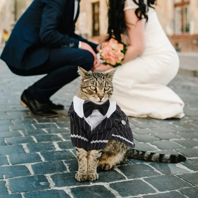 Unique Bargains Cat Apparel Black 1 Pc 5 Unique Bargains Cat Apparel Black 1 Pc - Image 5