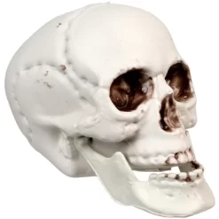 Northlight Skeleton Skull Halloween Decorations - 3.5" - Pack Of 6 -Halloween Costume Store GUEST 84dbe70a f7c3 4dbc 891c f504c33d3e94