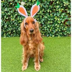 Midlee Carrot Bunny Ears Easter Dog Headband Costume -Halloween Costume Store GUEST a77a1936 cf3c 4a09 9027 e6c463201b2b