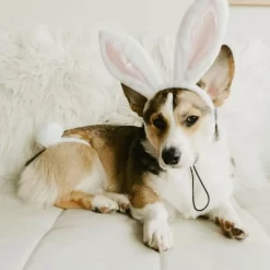 Midlee White Bunny Ears For Dogs With Tail -Halloween Costume Store GUEST c12b2b81 8f35 4621 a4c9 2617d352f8a9