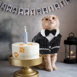 Unique Bargains Cat Apparel Black 1 Pc 12 Unique Bargains Cat Apparel Black 1 Pc -Halloween Costume Store GUEST eddabd35 9f15 4c6d 9c7d 19d90fa8f9ce