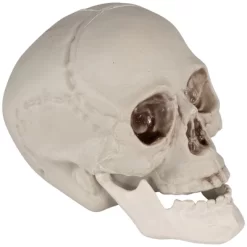 Northlight Skeleton Skulls Halloween Decorations - 4.5" - Set Of 6 -Halloween Costume Store GUEST ee0cd79e 7254 4866 831a 51d8cac37710