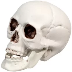 Northlight Skeleton Skull Halloween Decorations - 3.5" - Pack Of 6 -Halloween Costume Store GUEST fd18900c 6e84 4b9c b43f 0ff32bb3ef33